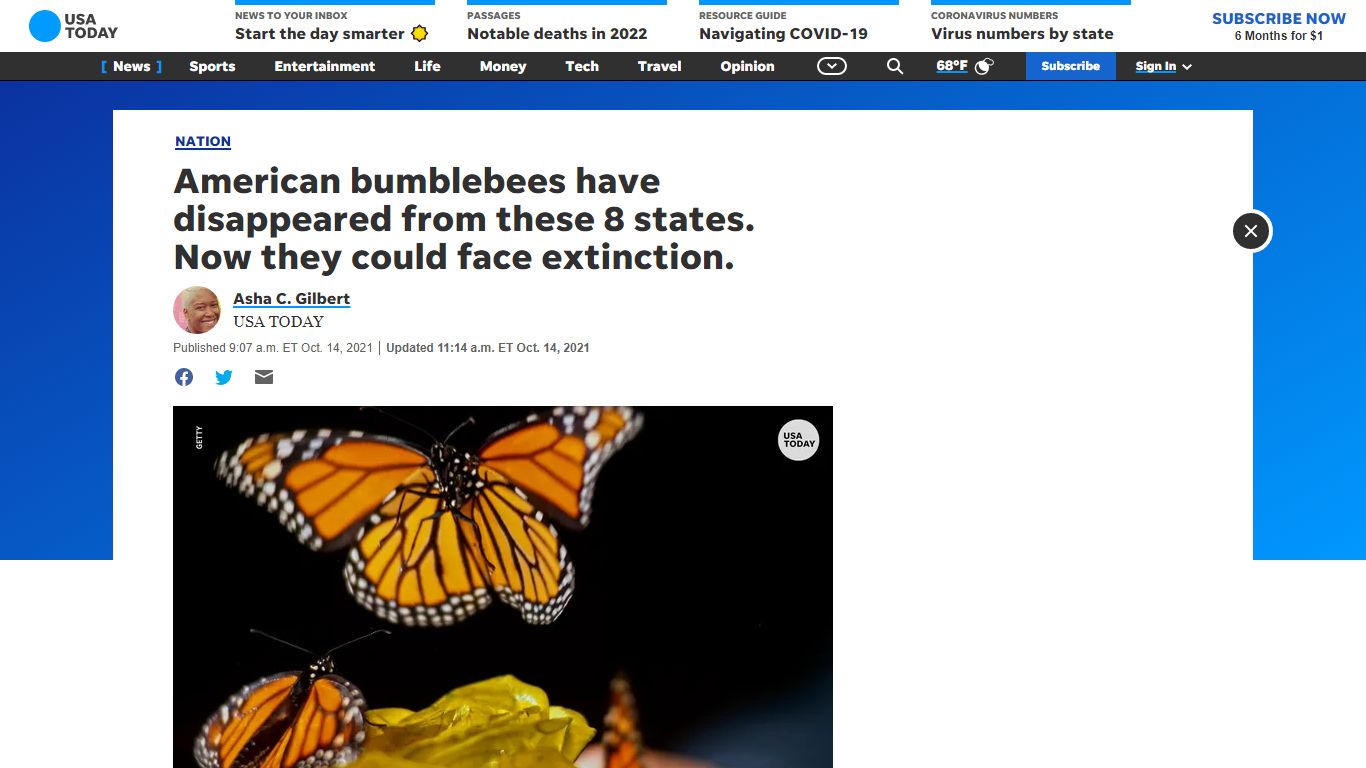 American bumblebees disappeared from 8 states, face extinction - USA TODAY