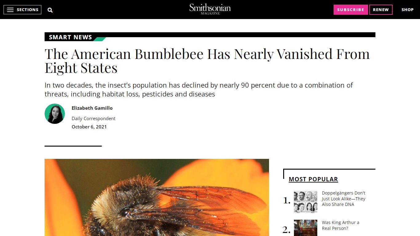 The American Bumblebee Has Nearly Vanished From Eight States